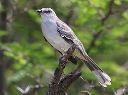 Mimus gilvus: Tropical Mockingbird.