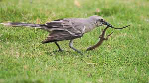 Eating a small lizard!