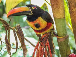 Fiery-billed Aracari, first class feeder bird. Photo by Terry Farling.