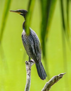 Neotropical Cormorant (photo by Henry Barrantes).