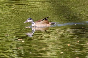 SUNGREBE! (Photo by Jeff Worman)