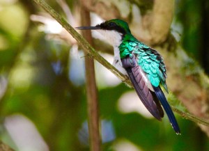Purple-crowned Fairy (photo by Jeff Worman).