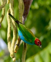 Bay-headed Tanager (Photo by Jeff Worman)