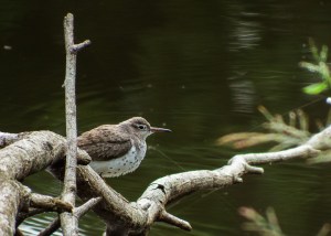 Mystery Bird Photo by Gail Hull