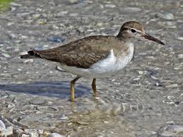 Spotted Sandpiper from Wikepedia.