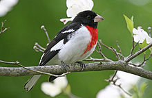 Photo of a beautiful male Rose-breasted Grosbeak from Wikipedia.