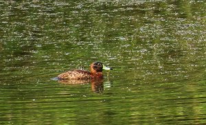 Male Masked Duck in breeding plumage! Photo by Gail Hull (2014).