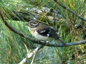 Mystery Bird #4 (photo by Jo Davidson).