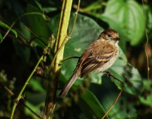 Bran-colored Flycatcher (photo by Gail Hull)