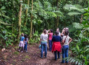 Looking for manakins. Photo by Harry Hull.