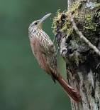 Cocoa Woodcreeper. Photo from www.mvhunt.net