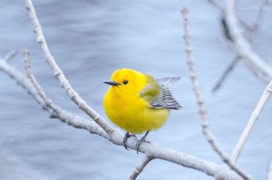 Pronotonaria citrea (foto de Bill Batsford)