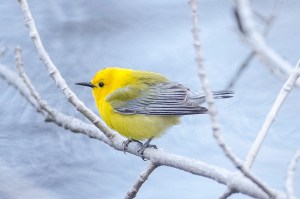 Prothonotary Warbler (photo by Bill XXXX).