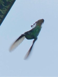 What hummingbird is this? Photo by Jo Davidson.