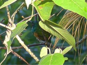 Rufous-tailed Jacamar 11/2015 Photo by Jo Davidson