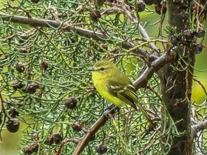 Mystery Bird photo by Jo Davidson