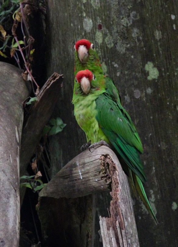 Crimson-frntdparaktsphotobyJeffWorman