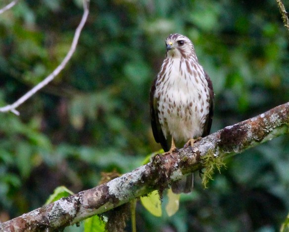 Mystery Bird, photo by Jeff Worman.jpg