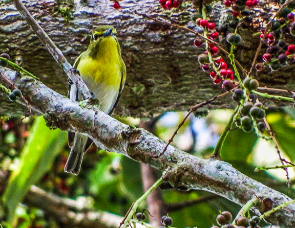 SVBC-gailhull-1184-Yellow-throated Vireo-R