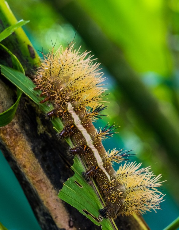 SVBC-harryhull-8926F-Automeris banus caterpillar-R