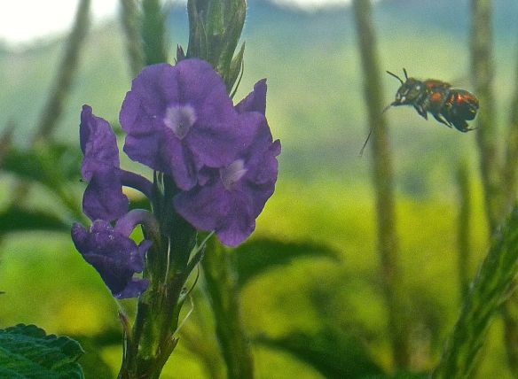 SVBC-barbkeeler-hoverfly-P1080244-jpg