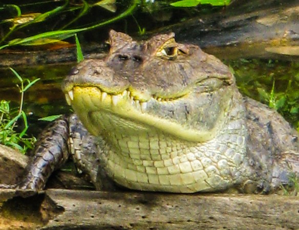 SVBC-greghomer-caiman-R