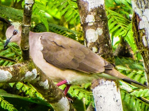 SVBC-helenlevasseur-3151-white tipped dove-R.jpg
