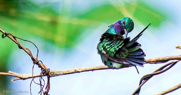 svbc-marvinblanco-greenvioletear-jpg