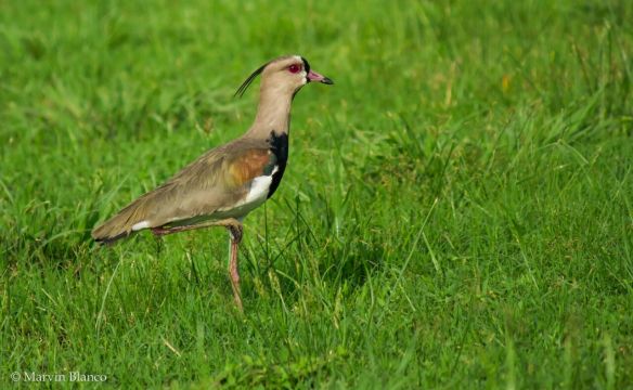 svbc-marvinblanco-southernlapwing.jpg