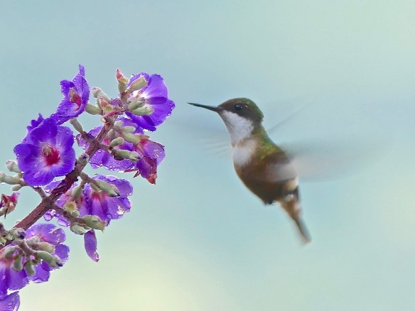 SVBC-jodavidson-1010262-White-crested Coquette-F.jpg