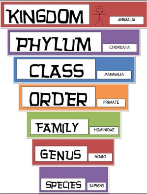 taxonomy.jpg