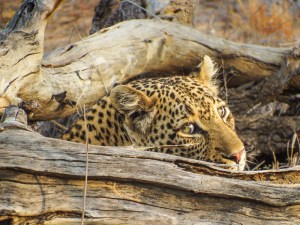 Leopard in the Manyeleti Reserve, South Africa. Foto de Alison Olivieri.