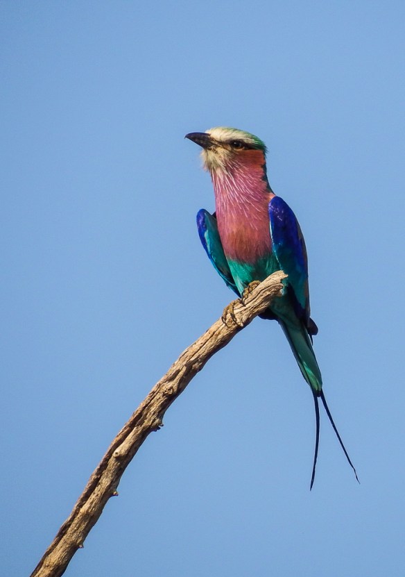 svbc-aolivieri-2346lilacbrroller-r