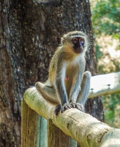 Vervet Monkey at Tintswalo Lodge. Foto de Alison Olivieri.