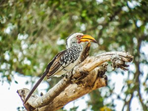 Southern Yellow-billed Hornbill, South Africa. Foto de Alison Olivieri.