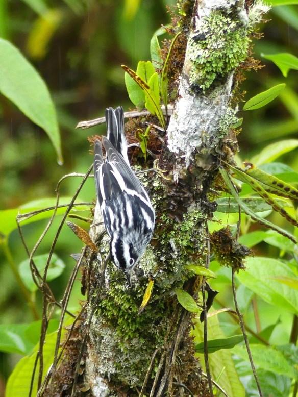 svbc-jodavidon-bnwwarbler-jpg
