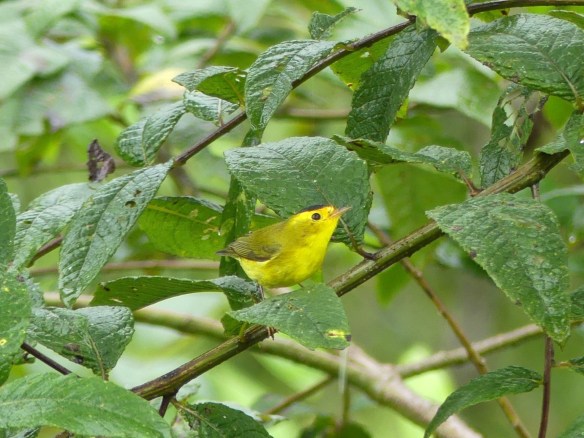 svbc-jodavidson-wilsonwarbler-jpg