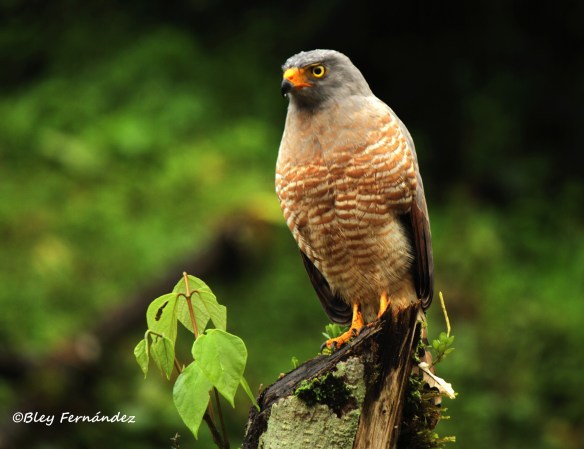 svbc_bleyf-roadsidehawk_jpg