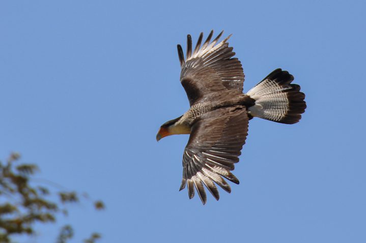 Crested Caracara (Photo: Julie Girard)