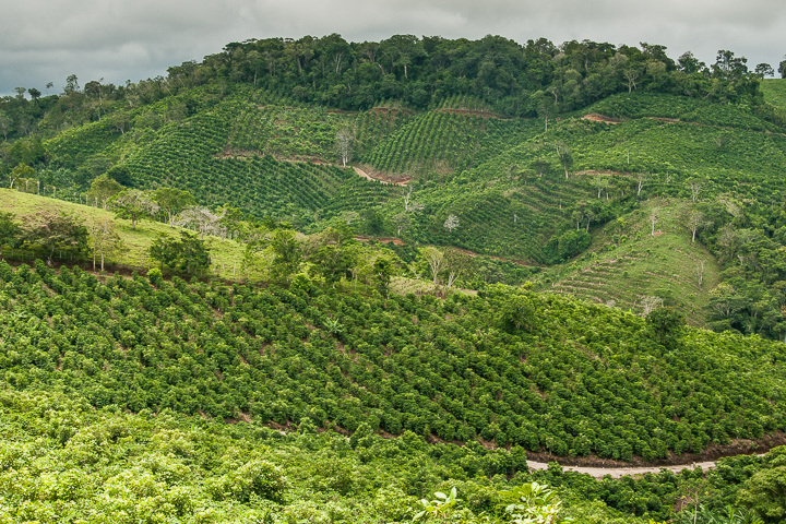 Coto Brus coffee plantations (Photo: Harry Hull)