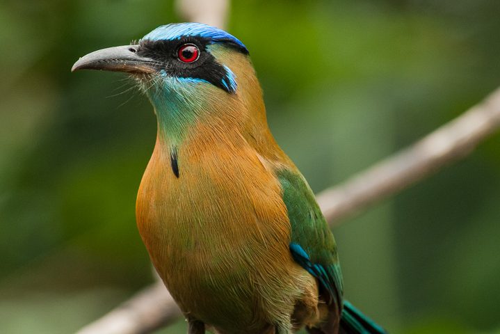 Lesson's Motmot (Photo: Harry Hull)