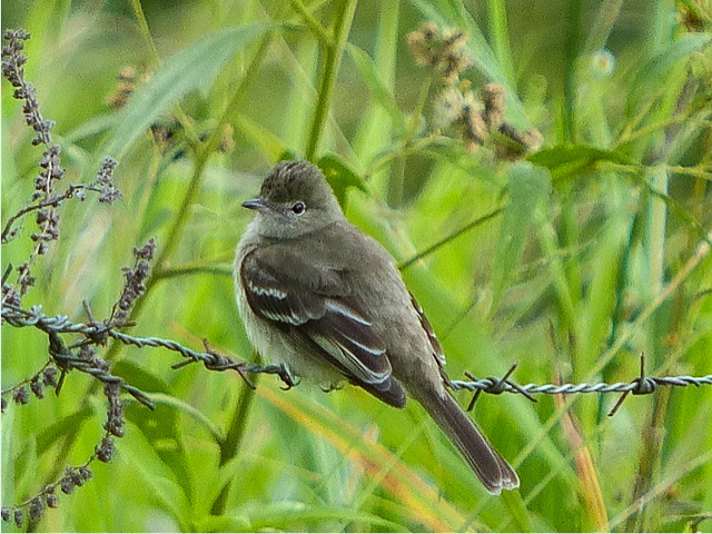 Lesser Elaenia, Elaenia chiriquensis (photo: Jo Davidson)