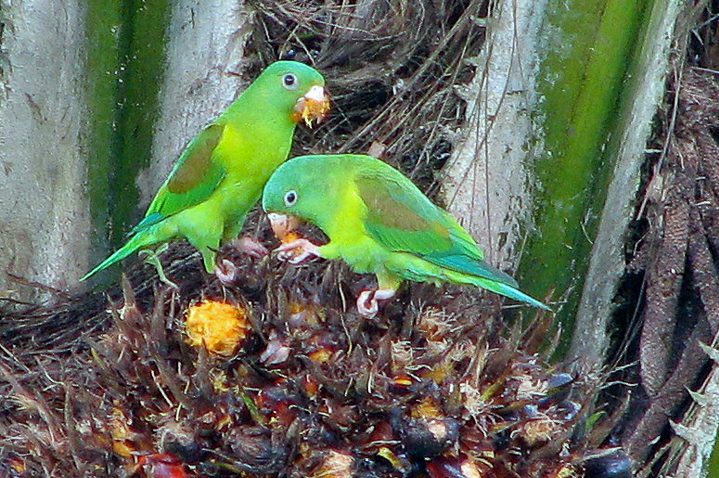 Orange-chinned Parakeets (Photo: Julie Girard)
