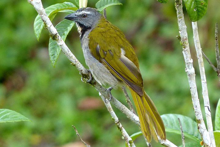 Buff-throated Saltator (Photo: Jo Davidson)