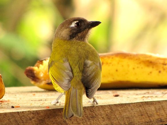 svbc_helenl_chlorospingus_jpg