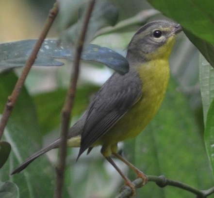 Quiz Bird from Yeimiri