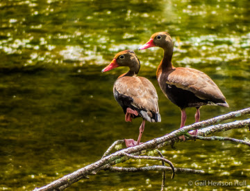 SVBC_Gailhull_BBwhistlingDuck_jpg