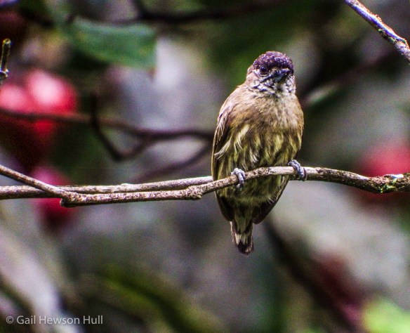 Olivaceious Piculet ghh