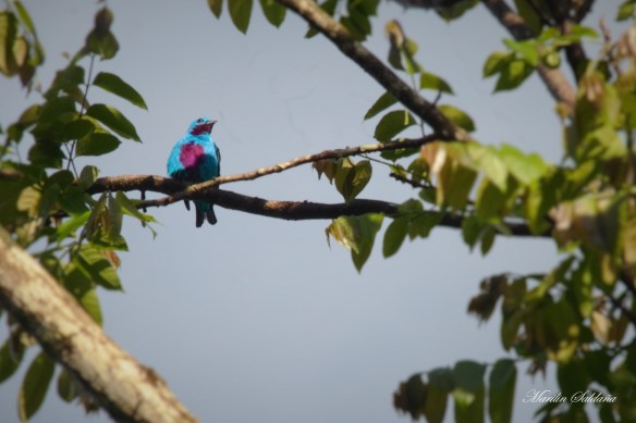 T Cotinga 1