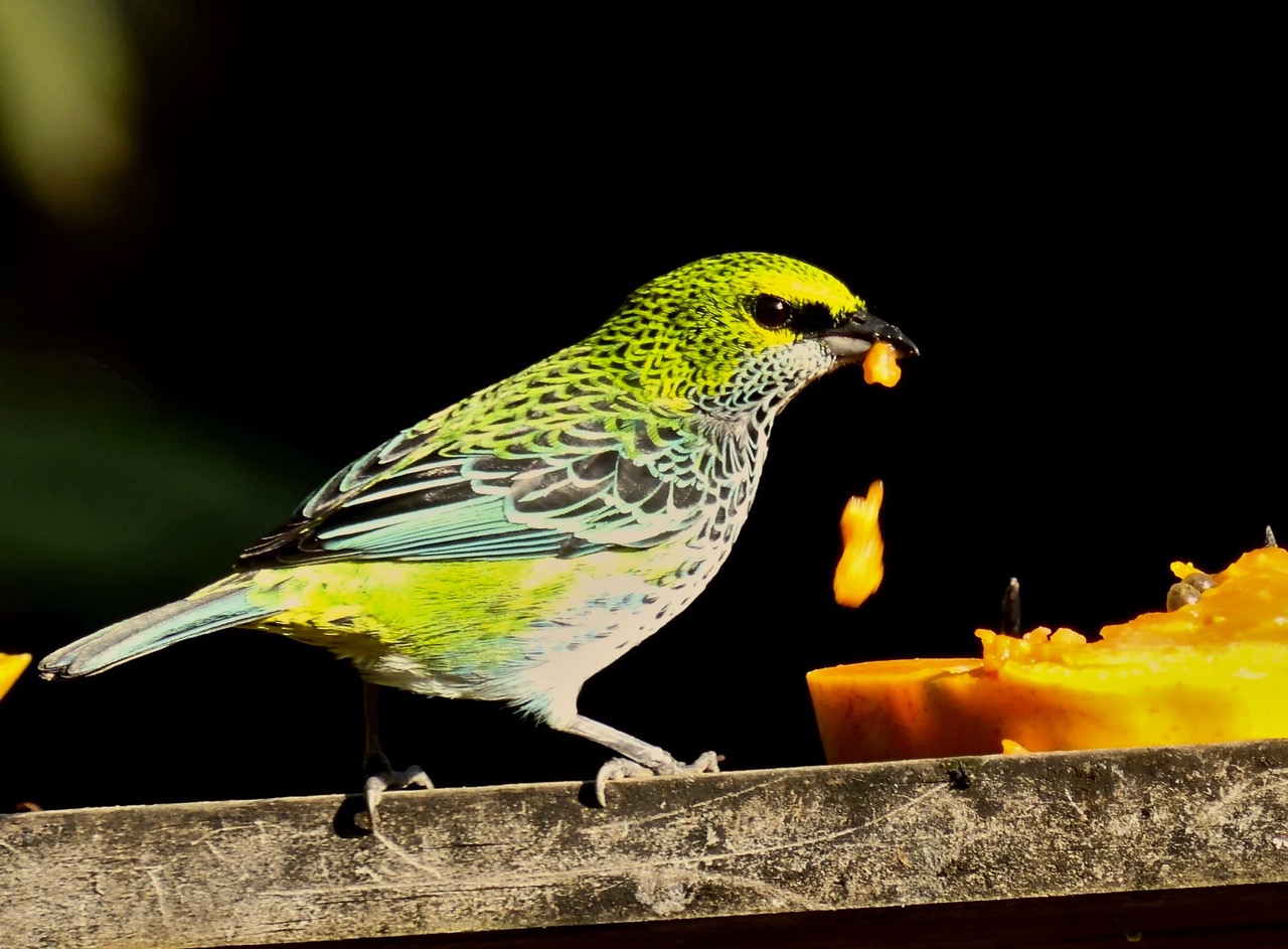 Speckled eating papaya